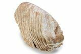 Fossil Columbian Mammoth Molar - Somervell County, Texas #283954-3